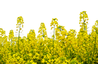 Canola